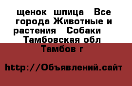 щенок  шпица - Все города Животные и растения » Собаки   . Тамбовская обл.,Тамбов г.